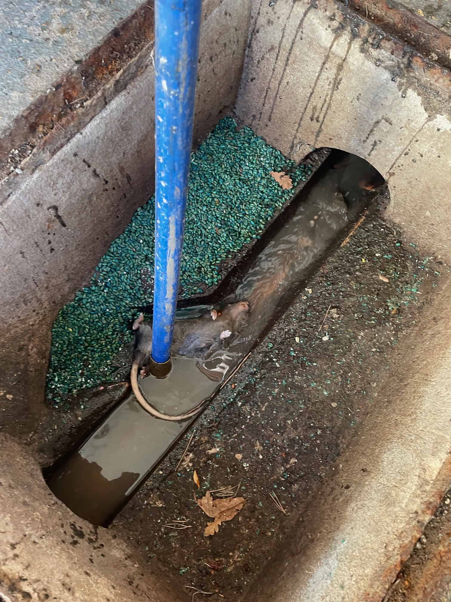 Drainage repair with rodent-proofing measures in progress. rat blocker installation